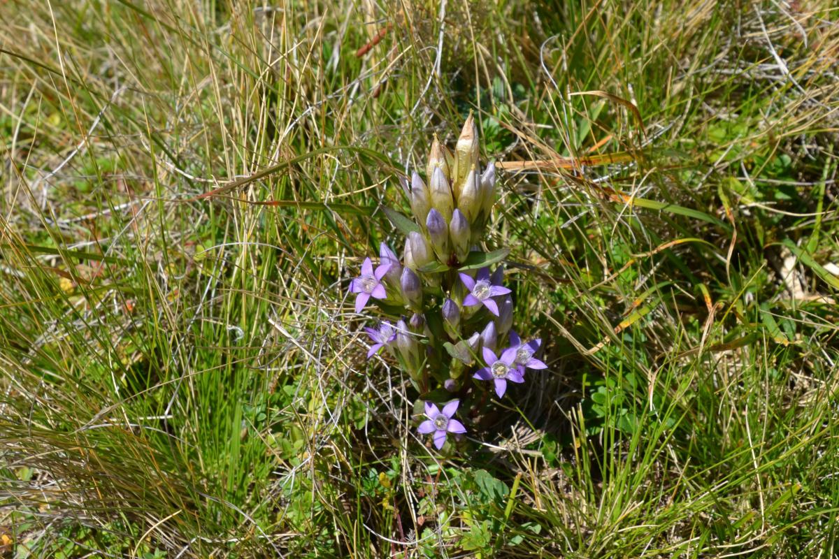 Platzer Alm 07.09.2023